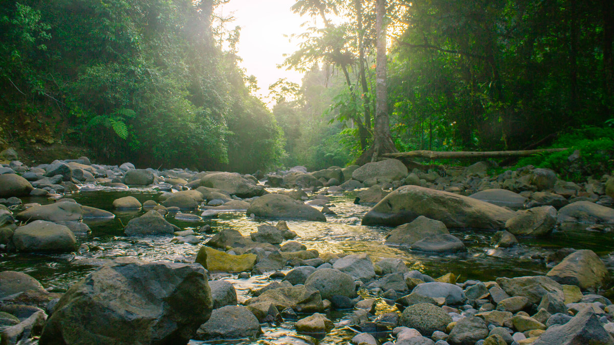 ジャングルを流れる渓流